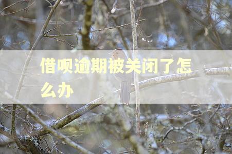 借呗逾期被关闭了怎么办