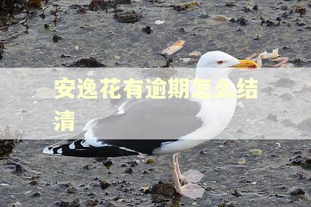 安逸花有逾期怎么结清