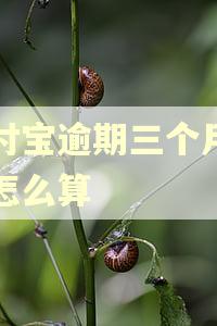 支付宝逾期三个月利息怎么算 支付宝逾期三个月利息怎么算