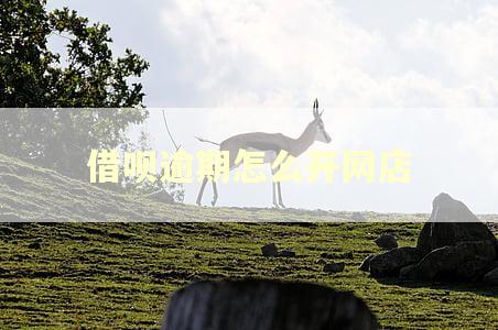 借呗逾期怎么开网店