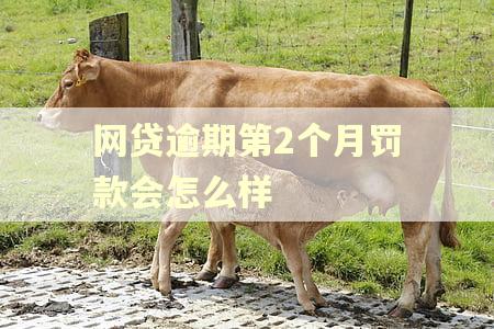 网贷逾期第2个月罚款会怎么样