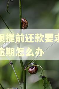 借呗提前还款要求结清逾期怎么办