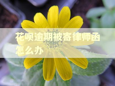 花呗逾期被寄律师函怎么办