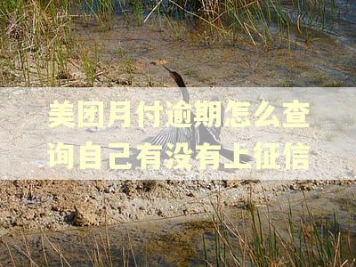 美团月付逾期怎么查询自己有没有上征信