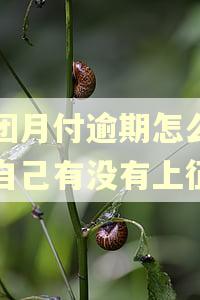 美团月付逾期怎么查询自己有没有上征信 美团月付逾期怎么查询自己有没有上征信