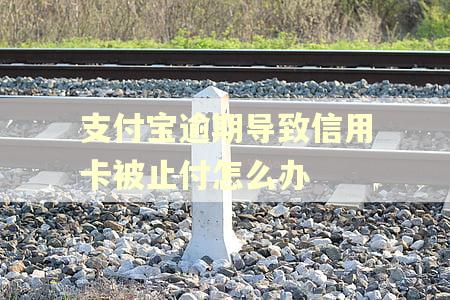 支付宝逾期导致信用卡被止付怎么办