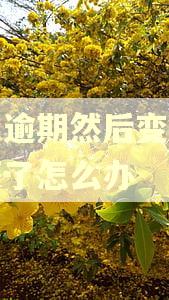 花呗逾期然后变成下月还了怎么办