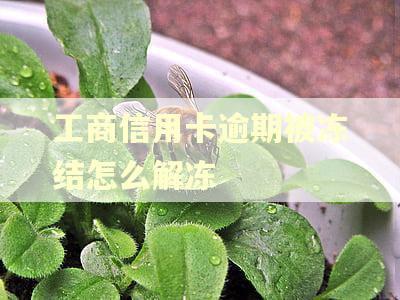 工商信用卡逾期被冻结怎么解冻