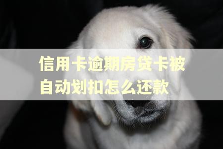 信用卡逾期房贷卡被自动划扣怎么还款