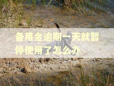备用金逾期一天就暂停使用了怎么办