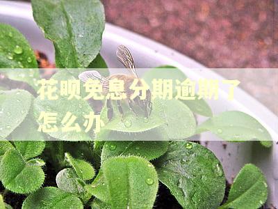 花呗免息分期逾期了怎么办