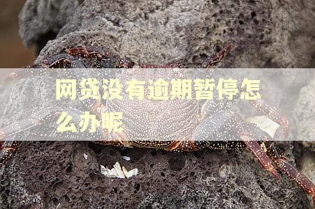网贷没有逾期暂停怎么办呢