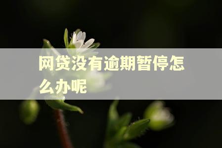 网贷没有逾期暂停怎么办呢