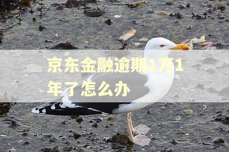 京东金融逾期1万1年了怎么办