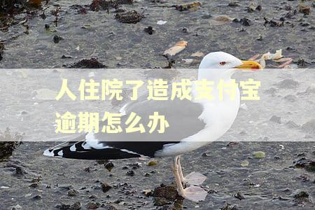 人住院了造成支付宝逾期怎么办