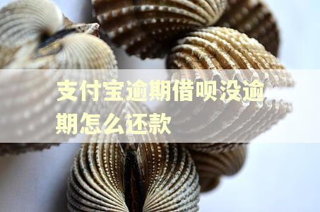 支付宝逾期借呗没逾期怎么还款