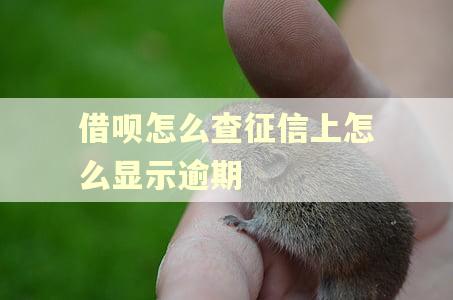 借呗怎么查征信上怎么显示逾期 借呗怎么查征信上怎么显示逾期