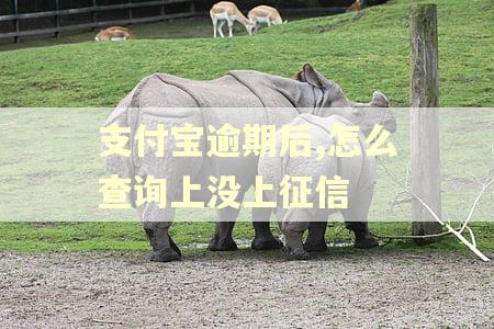 支付宝逾期后,怎么查询上没上征信