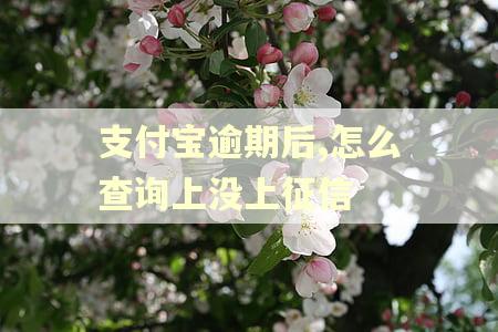支付宝逾期后,怎么查询上没上征信