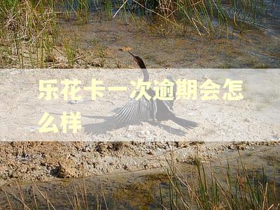 乐花卡一次逾期会怎么样 乐花卡一次逾期会怎么样