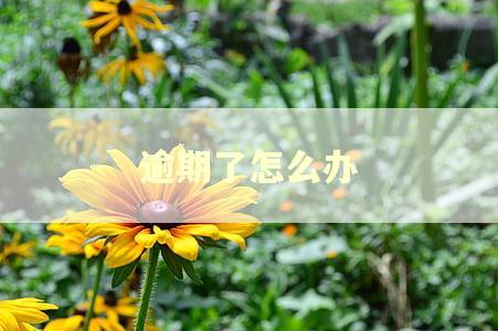 逾期了怎么办