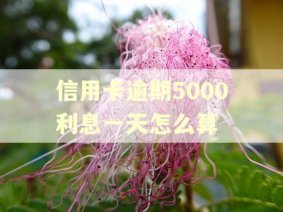信用卡逾期5000利息一天怎么算