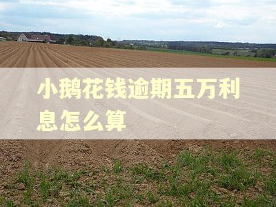 小鹅花钱逾期五万利息怎么算