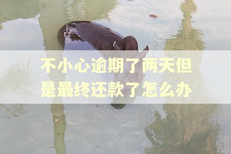 不小心逾期了两天但是最终还款了怎么办