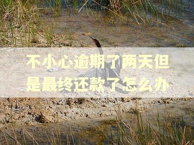 不小心逾期了两天但是最终还款了怎么办