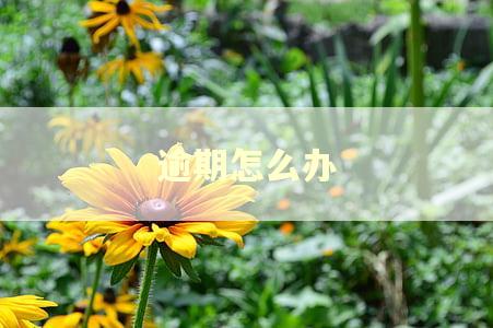 逾期怎么办