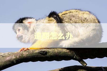 逾期怎么办