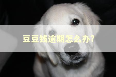 豆豆钱逾期怎么办? 豆豆钱逾期怎么办?