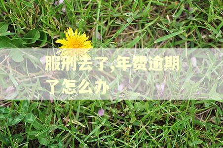 服刑去了,年费逾期了怎么办