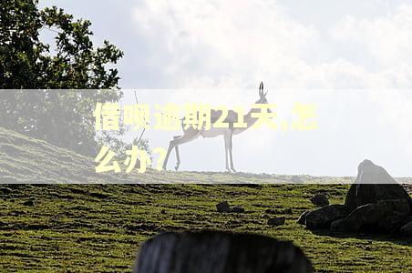 借呗逾期21天,怎么办？