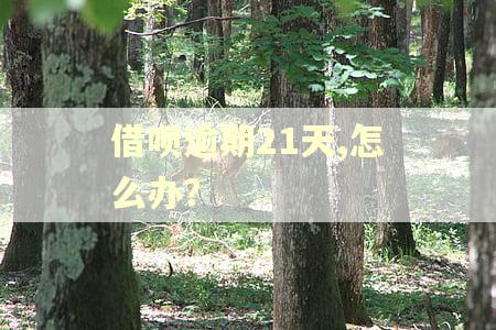 借呗逾期21天,怎么办？