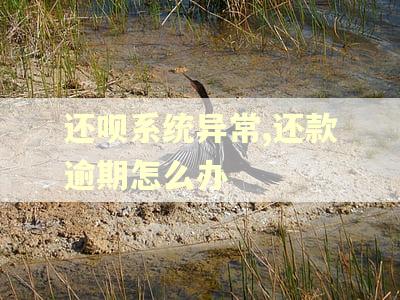 还呗系统异常,还款逾期怎么办