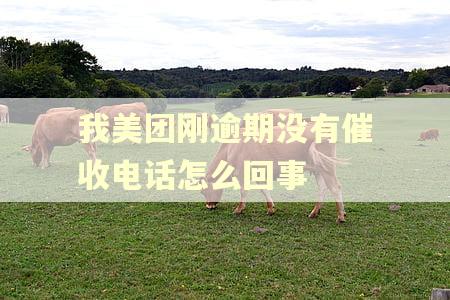 我美团刚逾期没有催收电话怎么回事