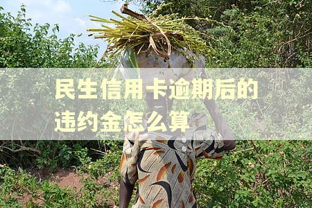 民生信用卡逾期后的违约金怎么算