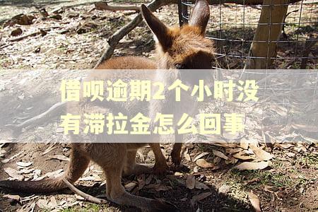 借呗逾期2个小时没有滞拉金怎么回事