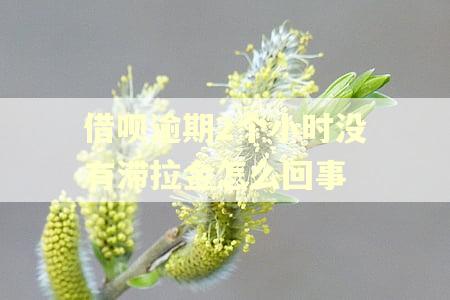 借呗逾期2个小时没有滞拉金怎么回事