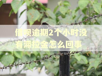 借呗逾期2个小时没有滞拉金怎么回事 借呗逾期2个小时没有滞拉金怎么回事