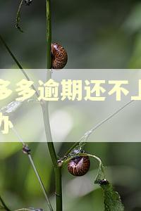 平多多逾期还不上怎么办