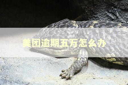 美团逾期五万怎么办