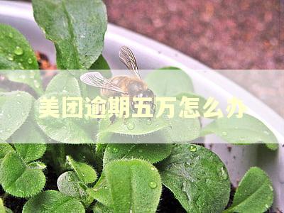 美团逾期五万怎么办