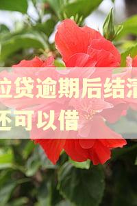 微粒贷逾期后结清怎么还可以借