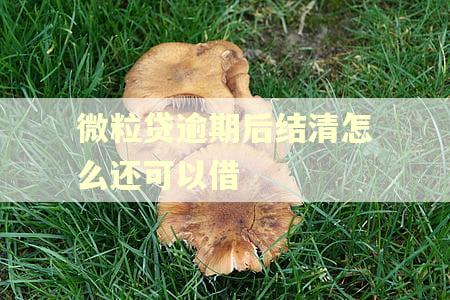 微粒贷逾期后结清怎么还可以借