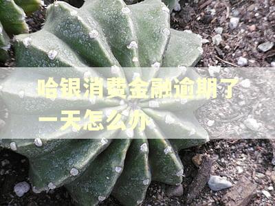哈银消费金融逾期了一天怎么办