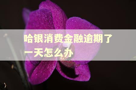 哈银消费金融逾期了一天怎么办