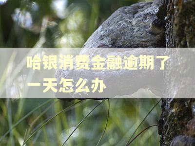 哈银消费金融逾期了一天怎么办 哈银消费金融逾期了一天怎么办