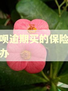 花呗逾期买的保险怎么办 花呗逾期买的保险怎么办